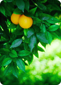 Naranjos